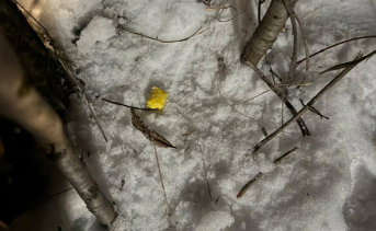 Найденное вещество. Фото пресс-службы МУ МВД России «Новочеркасское»