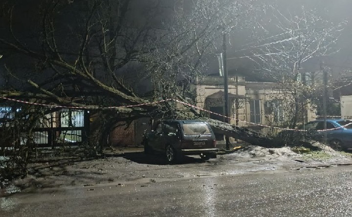 Сухостой, упавший на автомобиль. Фото telegram-пользователя @Oksulanova