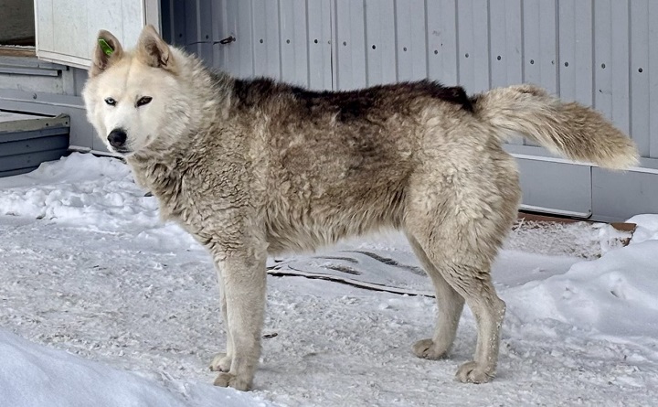 Бездомная собака в Таганроге. Фото ruffnews.ru