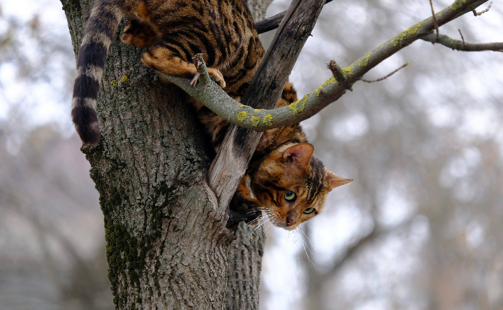 Кот спускается с дерева. Фото Никиты Сиденина