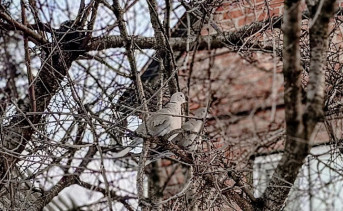 Горлицы. Фото ruffnews.ru