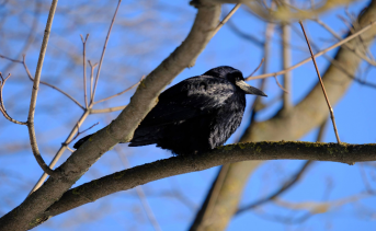 Птица на дереве. Фото Никиты Сиденина