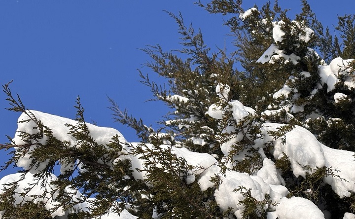 Заснеженное дерево. Фото Елены Анисимовой