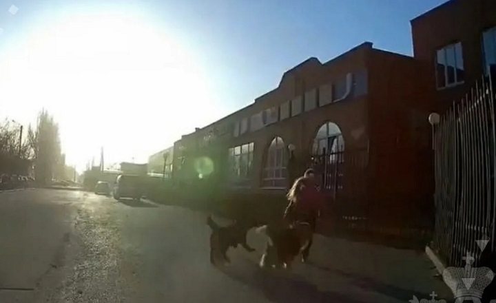 Собаки преследуют ребёнка. Скриншот видео пресс-службы СК России