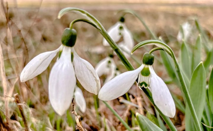 Подснежники. Фото ruffnews.ru