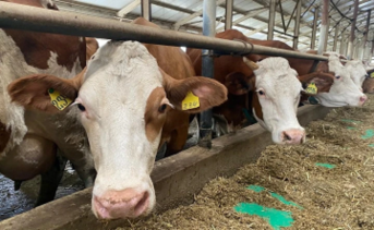 Коровы. Фото пресс-службы губернатора Ростовской области