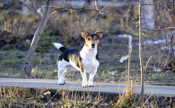 Собака на дорожке. Фото Никиты Сиденина