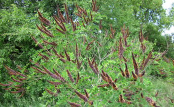 Аморфа кустарниковая. Фото «Известия вузов. Лесной журнал»