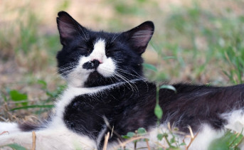 Кот лежит в траве. Фото Никиты Сиденина