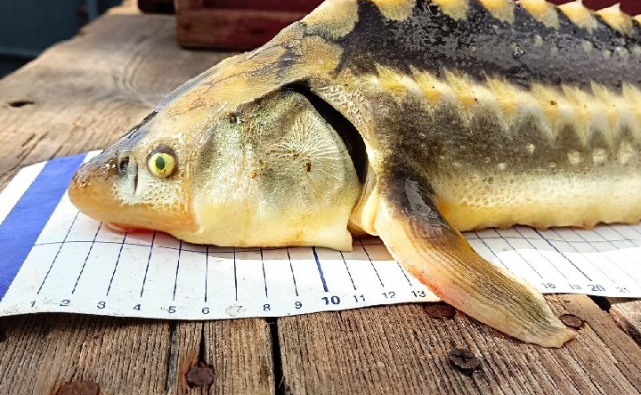 Осётр. Фото пресс-службы ГНЦ РФ ФГБНУ «ВНИРО»