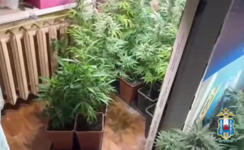 Кусты конопли в квартире. Фото пресс-службы ГУ МВД России по Ростовской области