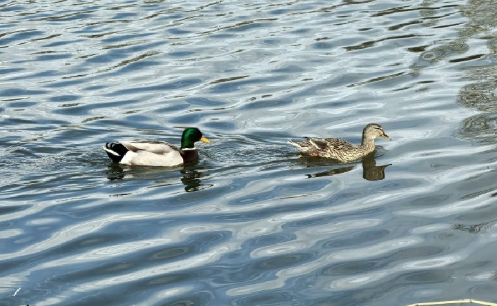 Утки на Азовке. Фото Романа Гурина