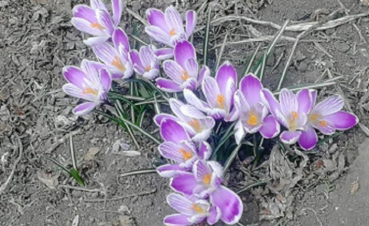 Цветущие крокусы. Фото ruffnews.ru