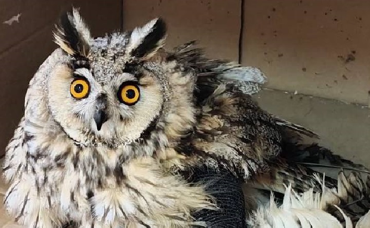 Сова. Фото Артёма Бабюк