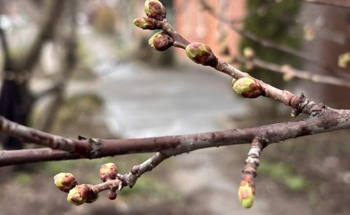 Набухшие почки на дереве. Фото ruffnews.ru
