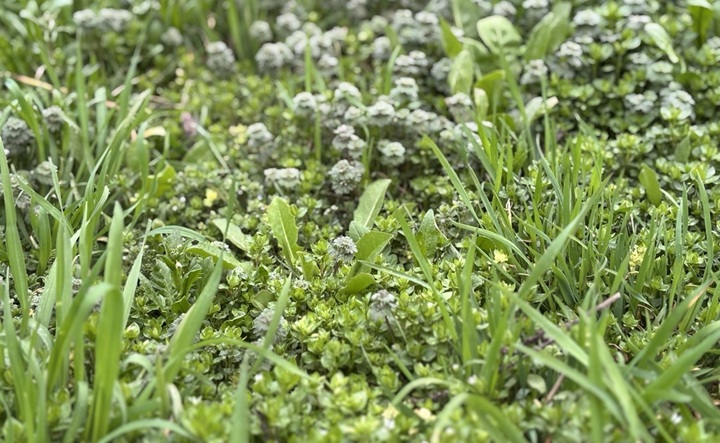 Весенняя травка. Фото ruffnews.ru