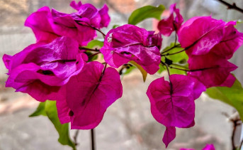 Бугенвиллия в марте. Фото ruffnews.ru