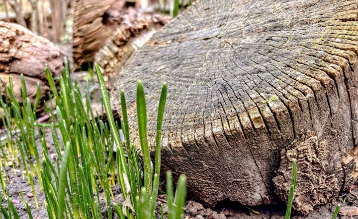 Первые травинки. Фото Елены Анисимовой