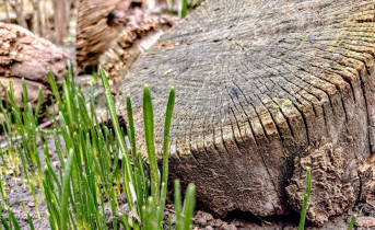 Первые травинки. Фото Елены Анисимовой