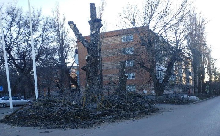 Опиловка деревьев. Фото пресс-службы администрации Азова