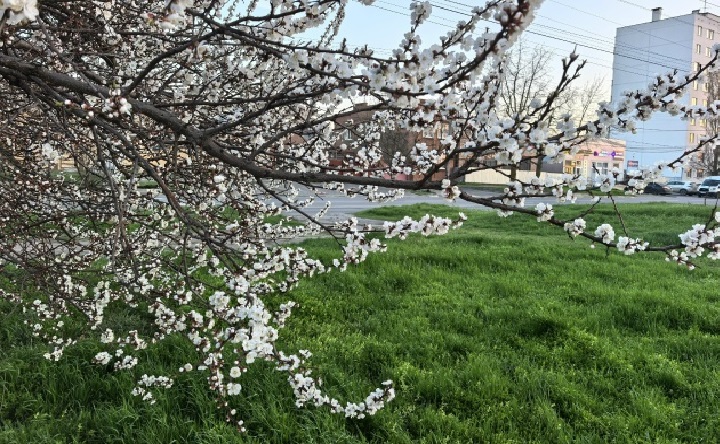 Цветущая улица Севастопольская. Фото Романа Гурина