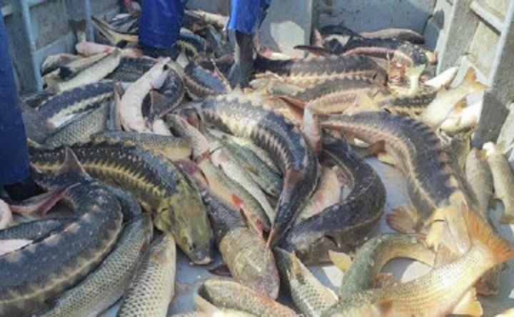 Русский осётр. Фото пресс-службы Всероссийского НИИ рыбного хозяйства и океанографии (ВНИРО)