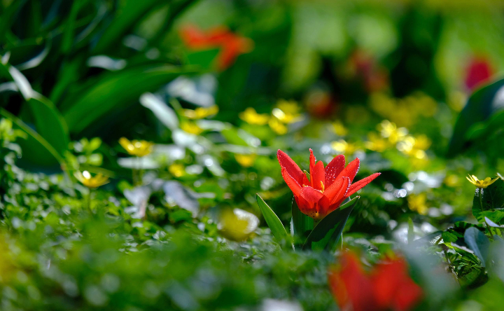 Весенние цветы. Фото Никиты Сиденина