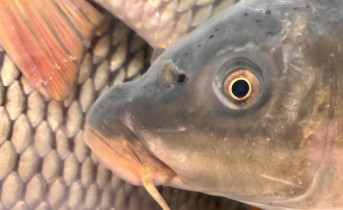 Рыба. Фото ruffnews.ru