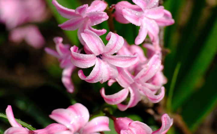 Весенние цветы. Фото Никиты Сиденина