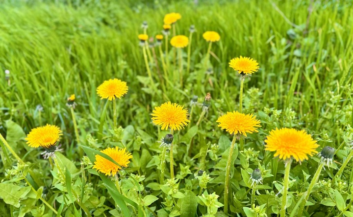 Апрель в Таганроге. Фото ruffnews.ru