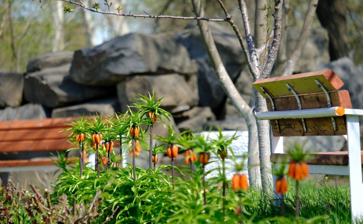 Весенние цветы. Фото Никиты Сиденина