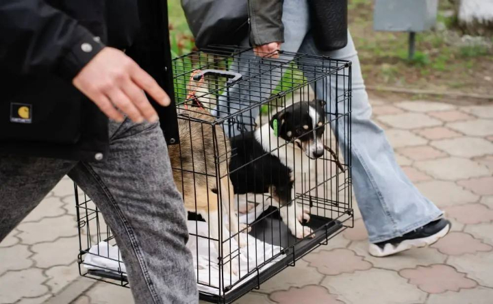 Животные уезжают к новым хозяевам. Фото Ильи Нурутдинова