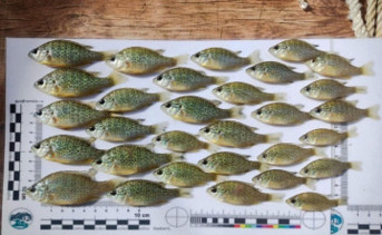 Выловленные в дельте Дона солнечные окуни. Фото ЮНЦ РАН