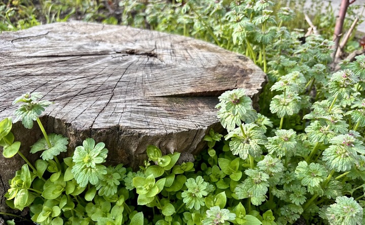 Апрель в Таганроге. Фото ruffnews.ru