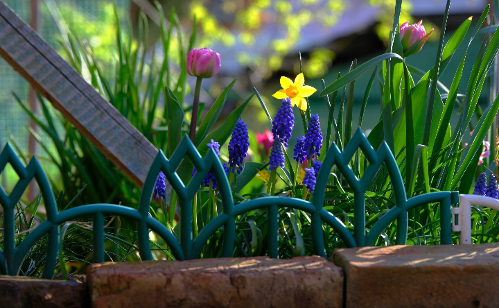 Весенние цветы. Фото Никиты Сиденина