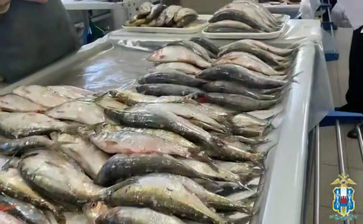 Рыба. Скрин видео пресс-службы ГУ МВД России по Ростовской области