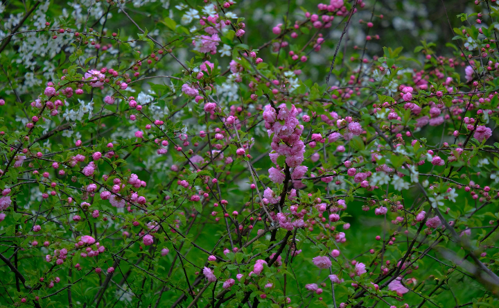 Цветущий кустарник. Фото Никиты Сиденина