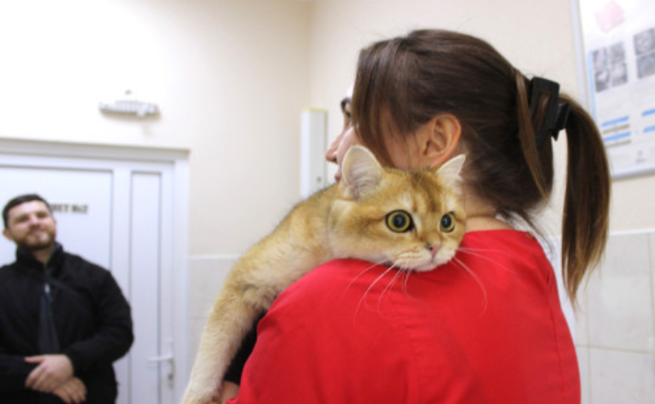 Кот на плече у девушки. Фото управления ветеринарии Ростовской области