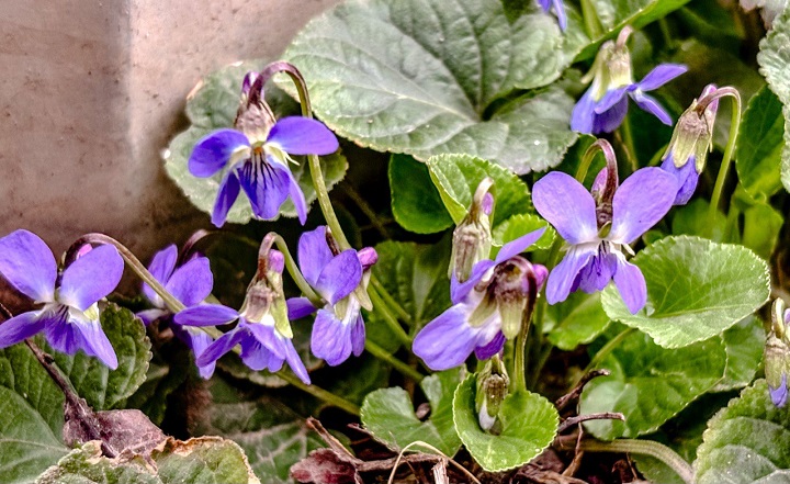 Фиалки. Фото ruffnews.ru