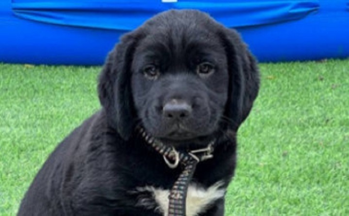 Щенок. Фото donnews.ru