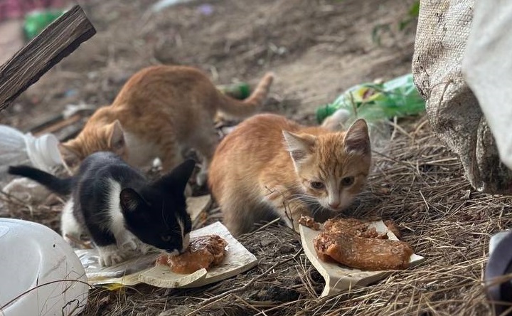 Котята. Фото telegram-канала приюта «Феникс»