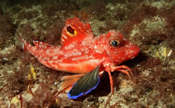 В Азовском море впервые выловили морского петуха