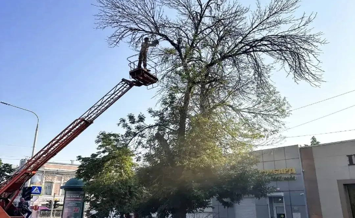 Опиловка деревьев. Фото канала главы Новочеркасска Павла Исакова в «Макс»