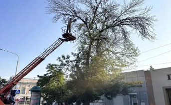 Опиловка деревьев. Фото канала главы Новочеркасска Павла Исакова в «Макс»