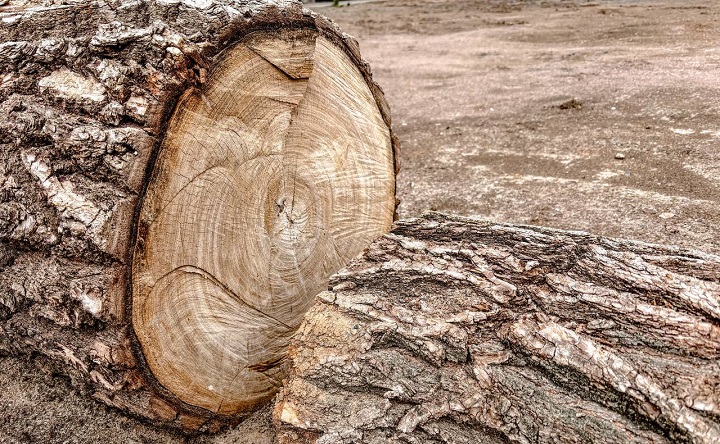 Пеньки. Фото ruffnews.ru