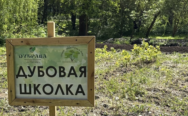 Дубовая школка. Фото ruffnews.ru