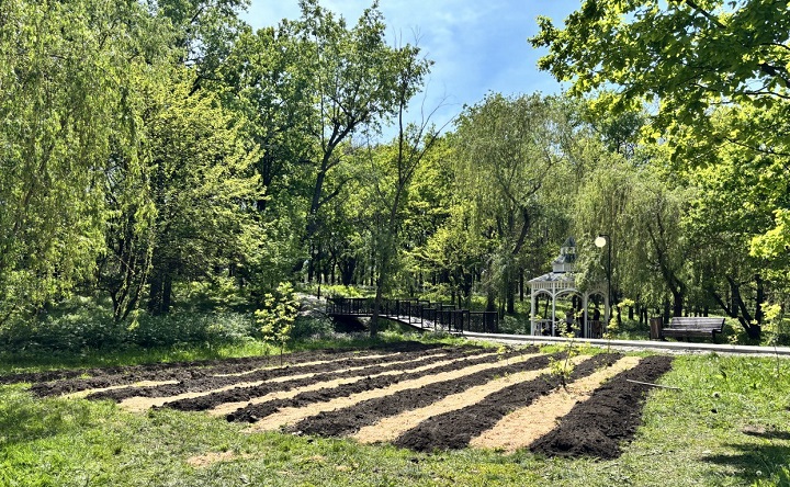 Площадка для посадки дубков. Фото ruffnews.ru