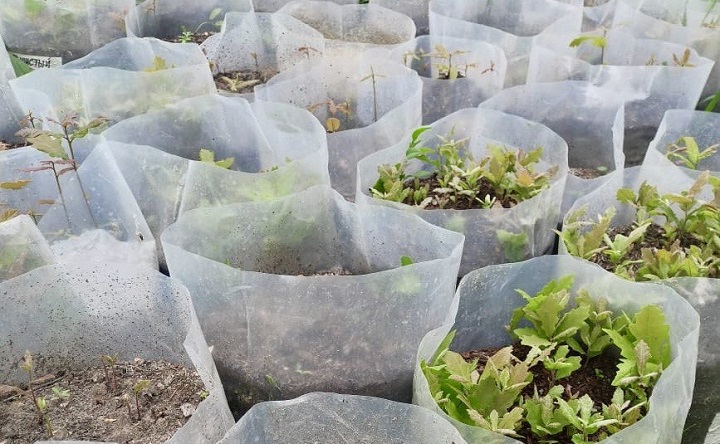 Саженцы для посадки. Фото Дмитрия Беспалова